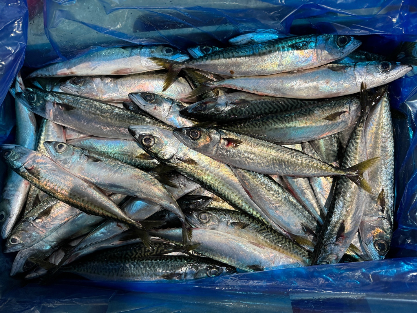 Mackerel