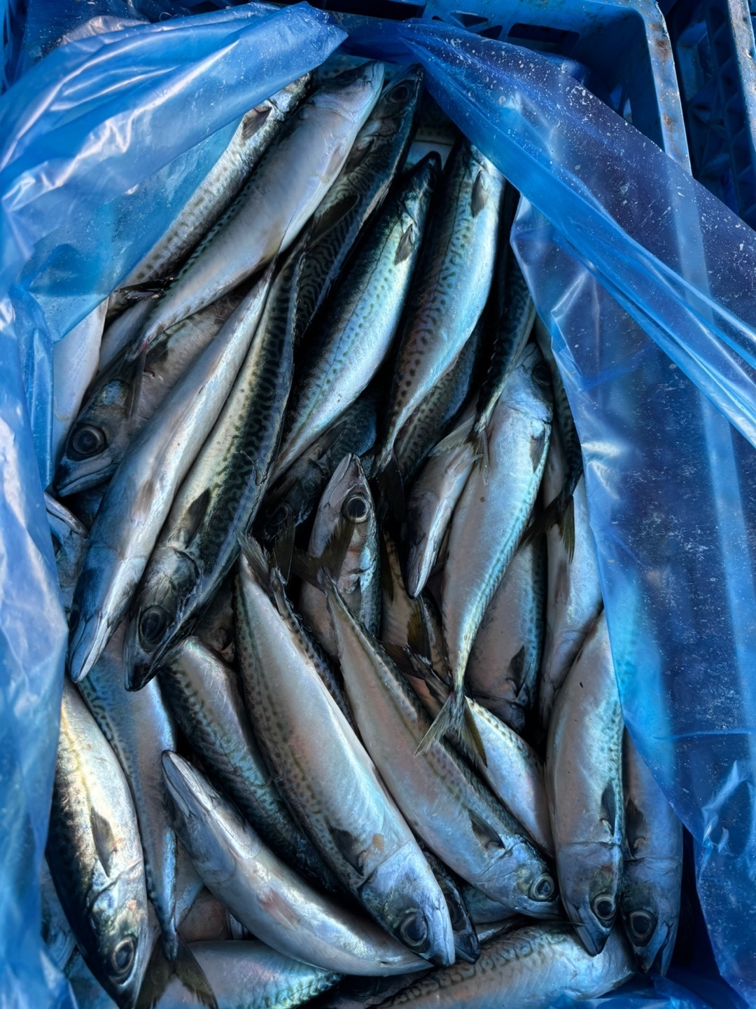 Mackerel